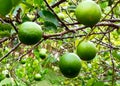 Green Lemons on the Tree Royalty Free Stock Photo