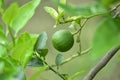 green lemons on tree with leaves and flowers in daylight Royalty Free Stock Photo