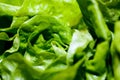 Green lettuce