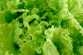 Green Lettuce