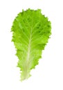 Green lettuce Royalty Free Stock Photo