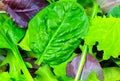 Green lettuce, Arugula and spinach leaves close up. Fresh salad texture background. Vegetarian, healthy food. Vegetable and Royalty Free Stock Photo