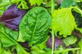 Green lettuce, Arugula and spinach leaves close up. Fresh salad texture background. Vegetarian, healthy food. Vegetable and Royalty Free Stock Photo