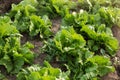 Green lettuce batavia or iceberg growing on farmland, close up Royalty Free Stock Photo