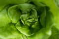 A green lettuce close up Royalty Free Stock Photo