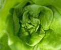 A green lettuce close up Royalty Free Stock Photo