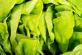 Green lettuce, close up. Royalty Free Stock Photo