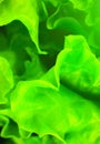 Green lettuce close up. Fresh salad texture background. Vegetarian food. Vegetable and vitamins products. Macro photo Royalty Free Stock Photo