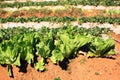 Green lettuce crops Royalty Free Stock Photo