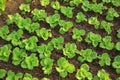 Green lettuce crops in growth Royalty Free Stock Photo