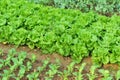 Green lettuce crops Royalty Free Stock Photo