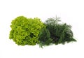 Green lettuce and dill