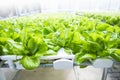 Green lettuce farming in green house, new agriculture technology,