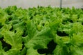 Green Lettuce farming. Vegetable leaf background
