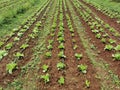 Green lettuce field cultivation with fertigation system Royalty Free Stock Photo