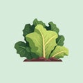 Green lettuce flat color illustration Fresh Organic vegetable for salad