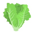 Green lettuce. Fresh healthy ingredient for salad Royalty Free Stock Photo