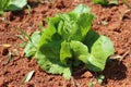 Lettuce growing