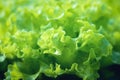 Lettuce leaves. Royalty Free Stock Photo