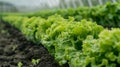 The green lettuce harvest.AI generated image Royalty Free Stock Photo