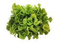 Green lettuce head isolated on white background. Overhead view of fresh green oak lettuce. Salad leaves close up. Healthy food and Royalty Free Stock Photo