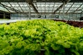 Green lettuce in hydrophonic farm Royalty Free Stock Photo