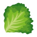 green lettuce illustration