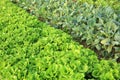 Green lettuce and kale crops at vegetable garden