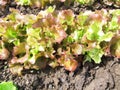 Green lettuce in a kitchen garden.