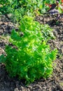 Green Lettuce Lactuca sativa growing in the garden, close up