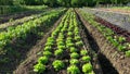 Green lettuce Lactuca sativa red farm garden bio farmer field farming vegetable agricultural plantation fruit tree dron Royalty Free Stock Photo