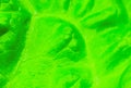 Green lettuce leaf close up. Fresh salad texture background. Vegetarian food. Vegetable and vitamins products. Macro photo. Royalty Free Stock Photo