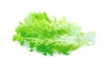 Green lettuce leaf close-up Royalty Free Stock Photo