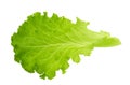 Green lettuce leaf isolated without shadow Royalty Free Stock Photo