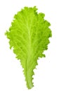 Green lettuce leaf isolated without shadow Royalty Free Stock Photo