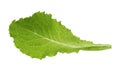 Green lettuce leaf isolated without shadow Royalty Free Stock Photo