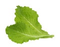 Green lettuce leaf isolated without shadow Royalty Free Stock Photo