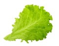 Green lettuce leaf isolated without shadow Royalty Free Stock Photo