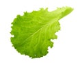 Green lettuce leaf isolated without shadow Royalty Free Stock Photo