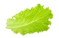 Green lettuce leaf isolated without shadow Royalty Free Stock Photo