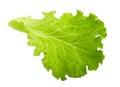 Green lettuce leaf isolated without shadow Royalty Free Stock Photo