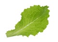 Green lettuce leaf isolated without shadow