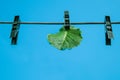 Green lettuce leaf with a pinch of clotheslines. Royalty Free Stock Photo