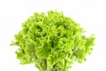 Green lettuce leaf Royalty Free Stock Photo