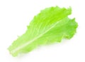Green lettuce leaf Royalty Free Stock Photo