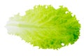 Green lettuce leaf on white isolated background Royalty Free Stock Photo