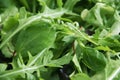 Green lettuce leaves close-up snack  mixed   background spring dieting Royalty Free Stock Photo