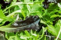 Green lettuce leaves close-up background spring dieting Royalty Free Stock Photo