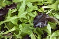 Green lettuce leaves close-up background spring Royalty Free Stock Photo