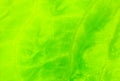 Green lettuce leaves close up. Fresh salad texture background. Vegetarian food. Vegetable and vitamins products. Macro photo. Royalty Free Stock Photo